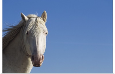 White Spanish mustang wild horse, Wyoming, USA