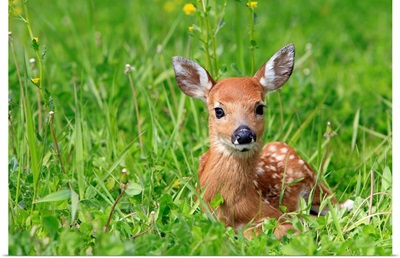 White tailed Deer fawn