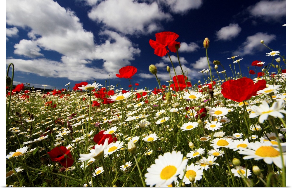 Wide angle view of meadow of poppies and daisies, Low viewpoint against deep blue sky and white fluffy clouds.