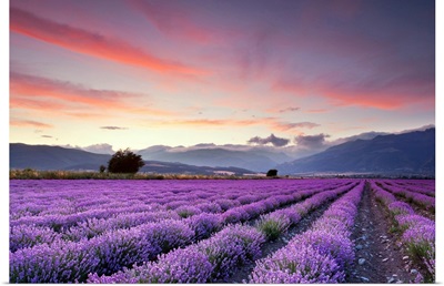 Wide lavender field at sunset.