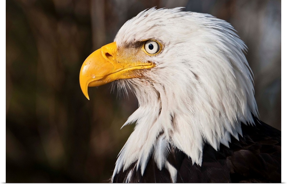Wild Bald Eagle stares out into wild yonder.