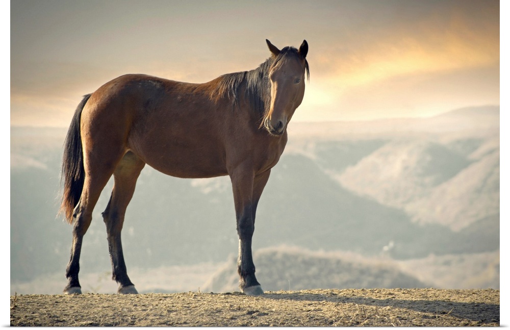 Wild brown horse standing at canyon during sunset.