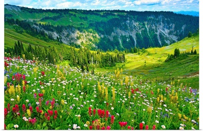 Wild flowers blooming on top of Mount Rainier during the summer.