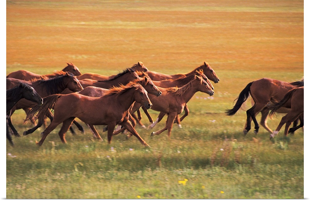 Photograph taken of a herd of horses running through an empty field.