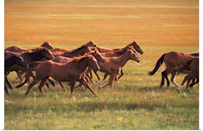 Wild horses running near Fairplay, Colorado