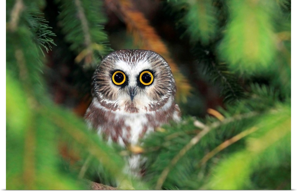 Wild Northern Saw-Whet Owl peering out from pine tree in Ontario, Canada.