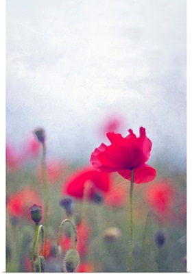Wild red poppies with single poppy in focus.