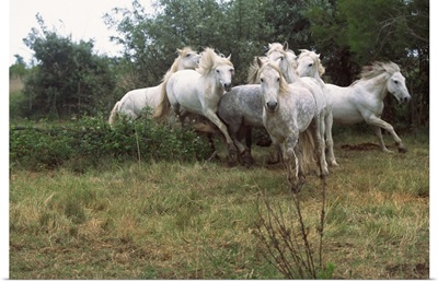 Wild white horses