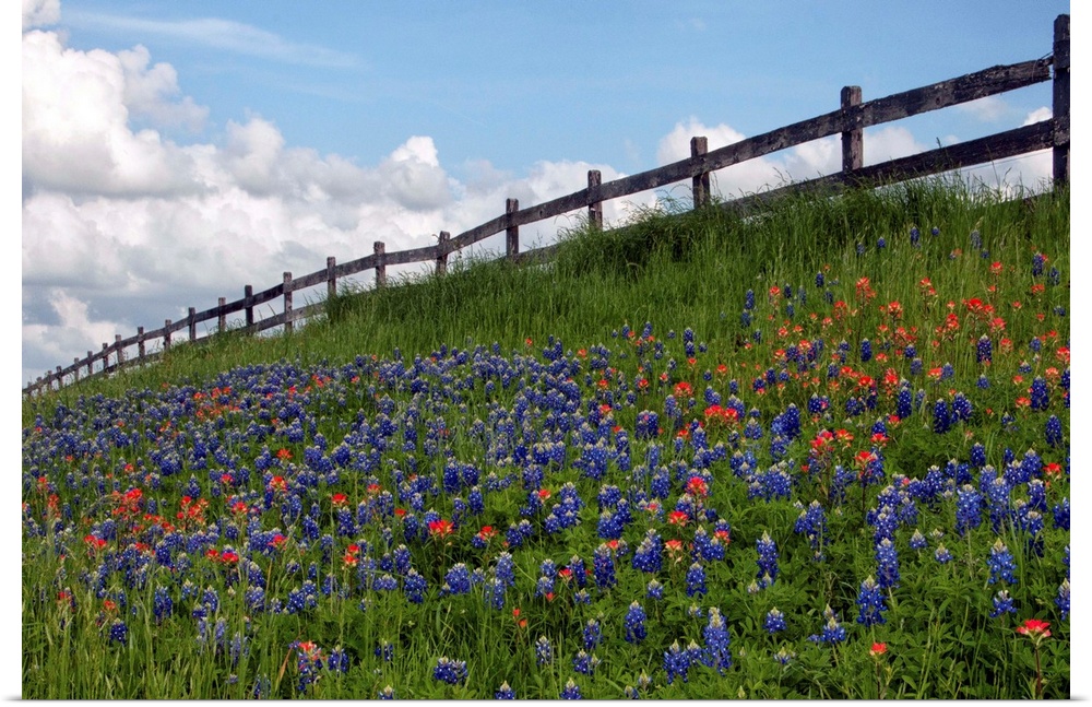 View of wildflower heaven against blue sky, Washington County, Texas.