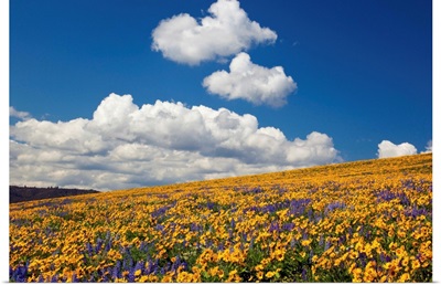 Wildflowers In A Hilly Meadow
