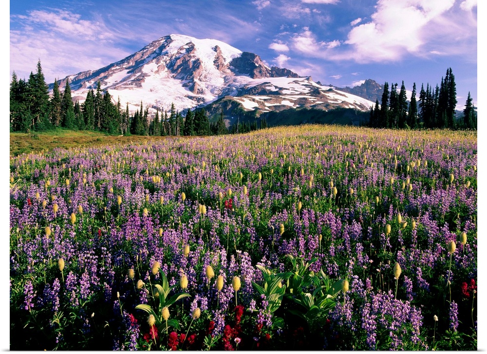 Wildflowers In Mt. Rainier National Park