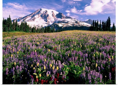 Wildflowers In Mt. Rainier National Park