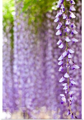 Wisteria flower with purple bokeh background