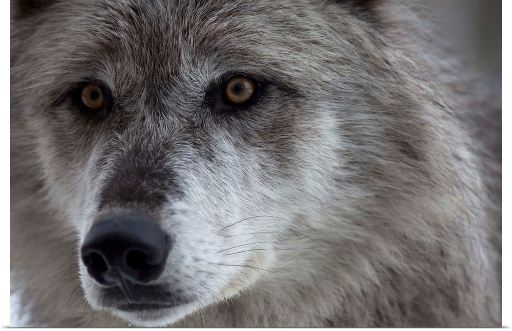 Wolf (Canus lupus) from Yellowstone National Park. This pair of wolves were going to be released in the wild.