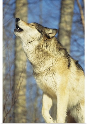 Wolf howling, Canada