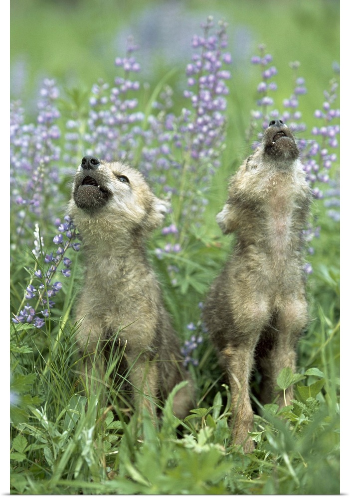 Wolf Puppies Howling In Meadow