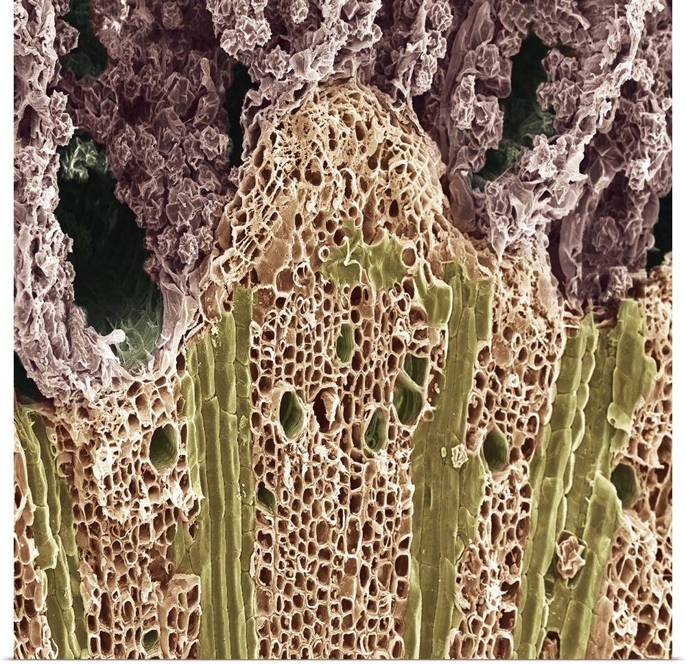 Poster Print Wall Art entitled Wood. Scanning electron microscope (SEM)