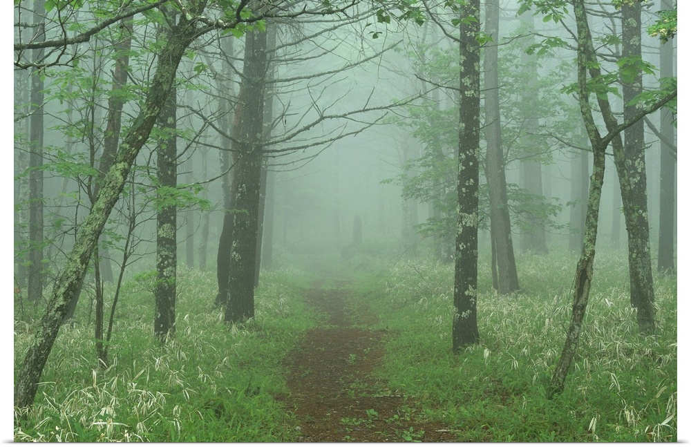 Path leading to woods in mist.
