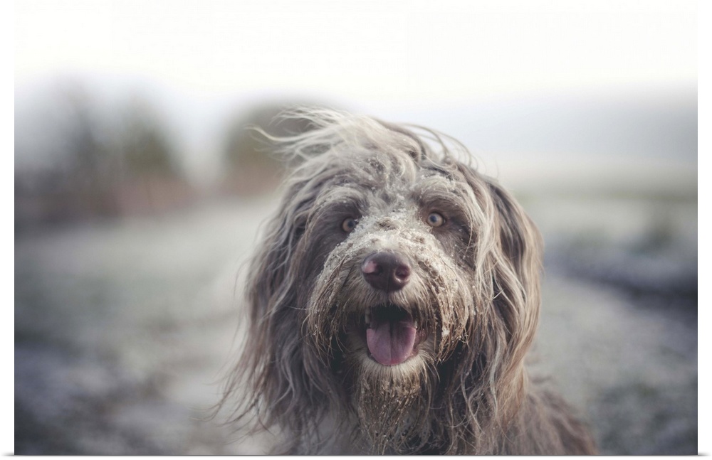 Working Bearded collie dog with a messy face after enjoying some time in the snow.