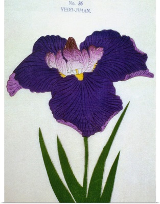 Yedo-Jiman Book Illustration Of A Purple Iris