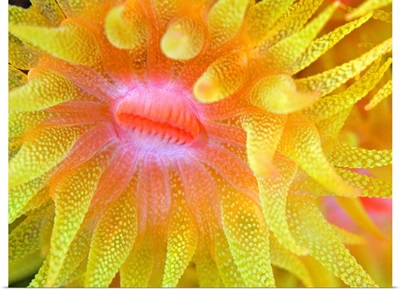 Yellow Cup Coral (Tubastraea sp.)