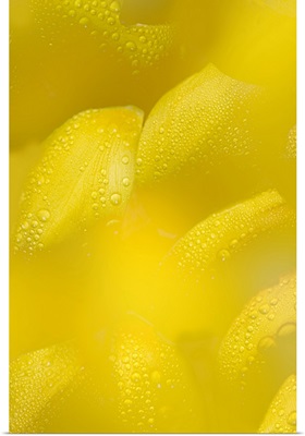 Yellow flower petals with drops of dew