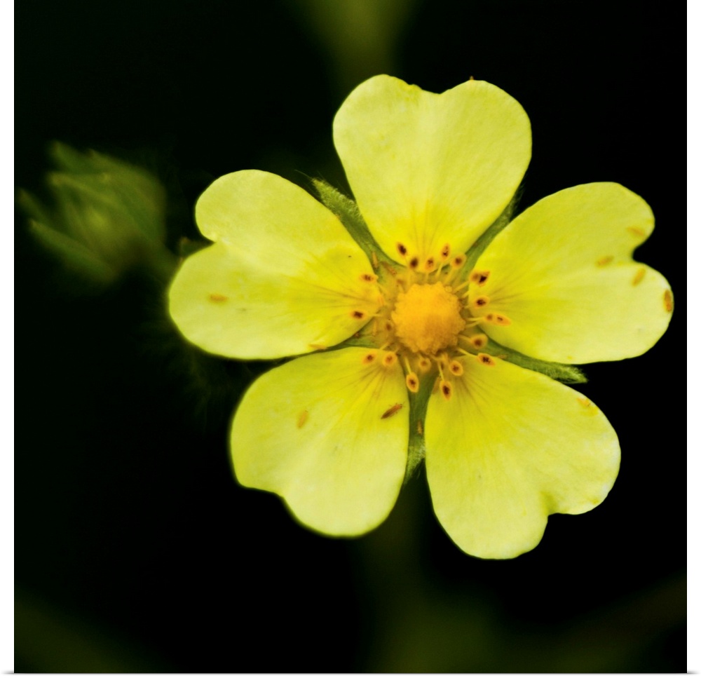 Yellow flower with five heart shaped petals, with green bud on one side against dark background, US.