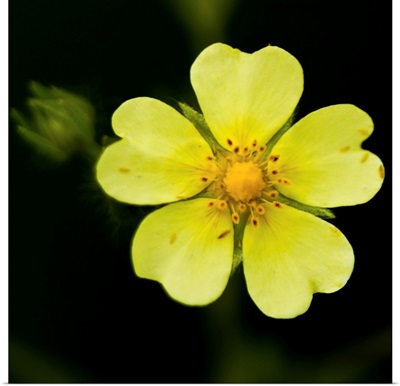 Yellow flower with five heart shaped petals, against dark background, US.