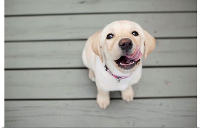 Yellow Lab puppy with sticking out tongue.