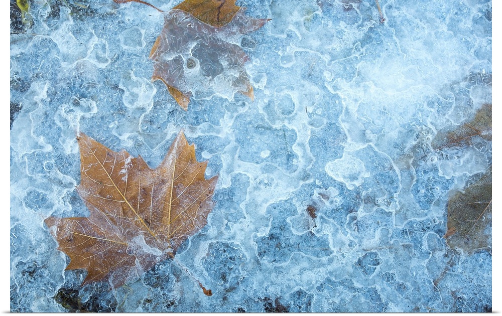 Yellow maple leaves frozen in ice.