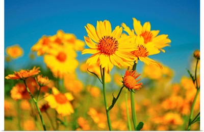 Yellow wildflowers agents blue sky.