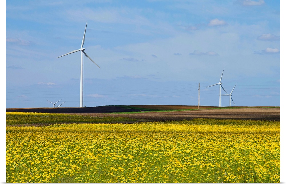 Yellow wildflowers cover field in rural Illinois. Wind turbines are lined up in field.