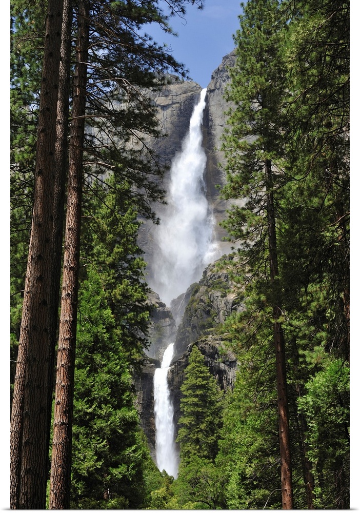 A massive waterfall is photographed through very tall pine trees.