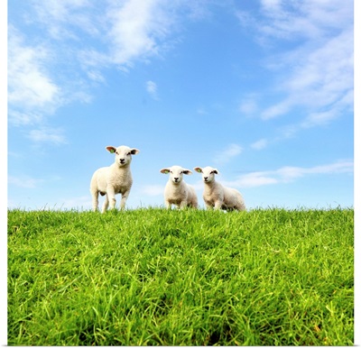 Young lambs on grassy dike in Netherlands on sunny day.