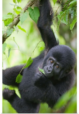 Young Mountain Gorilla Hangs From Vine