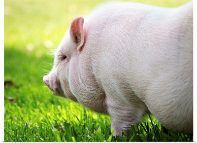 Young Vietnamese Potbellied pig playing in grass on sunny day.