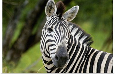 Zebra eating, Kruger National Park, Mpumalanga Province, South Africa