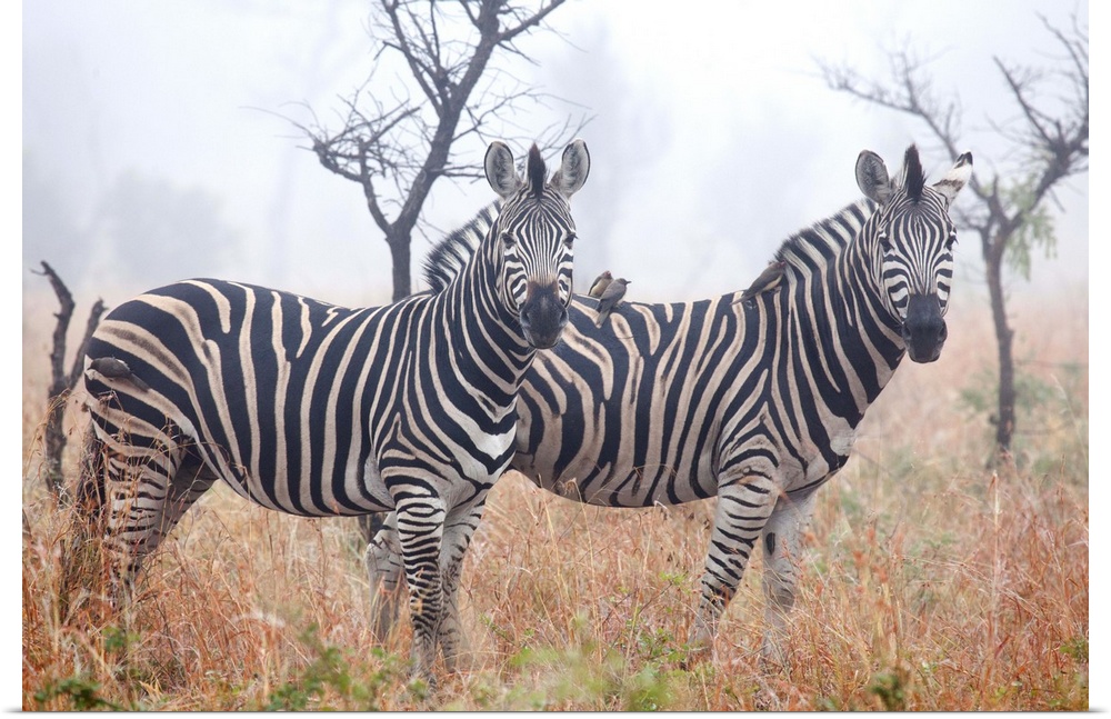 Zebras in early morning dust, Kruger National Park, South Africa