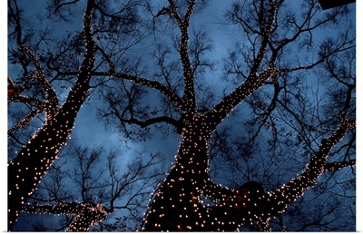 Zelkova trees decorated with Christmas lights