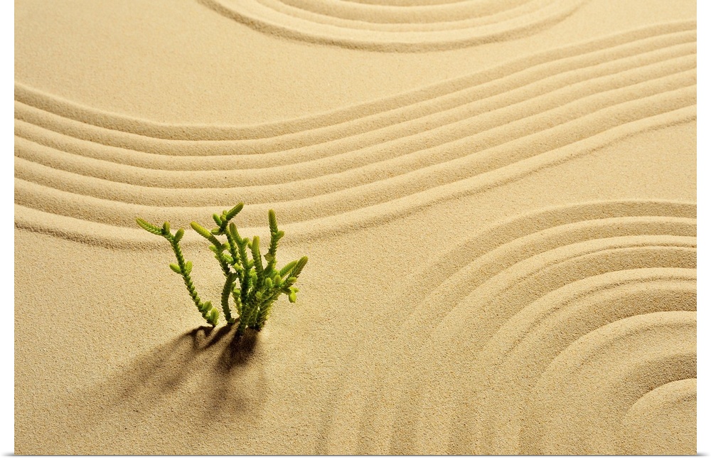 Sandpit,Plant,Wave pattern,Studio Shot