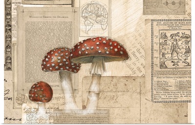 Academic Mushroom Illustration