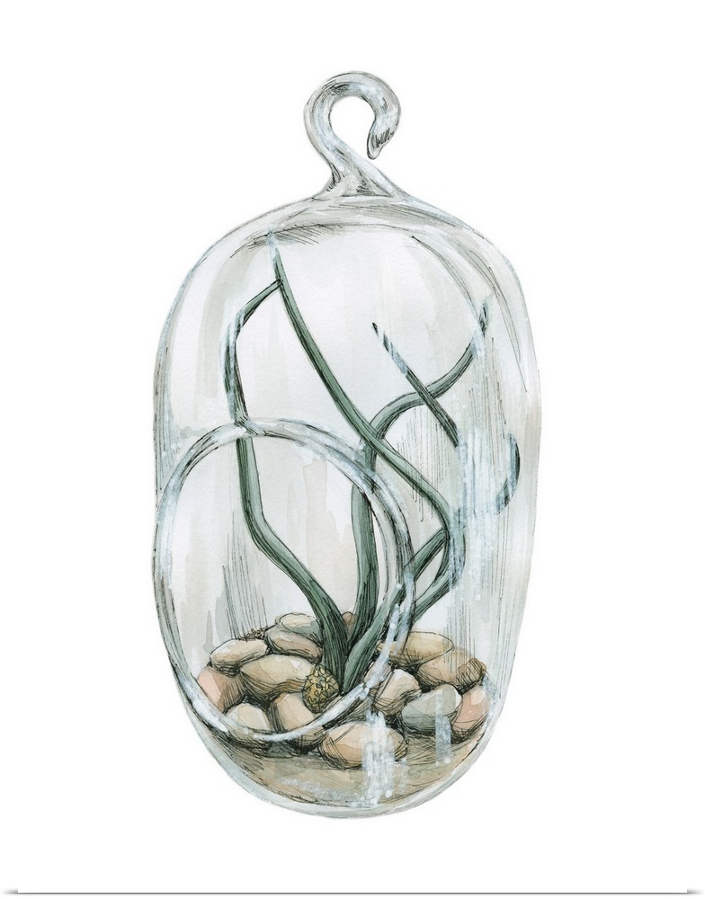 Watercolor painting of an air plant planted in smooth river rocks in a glass hanger on a solid white background.