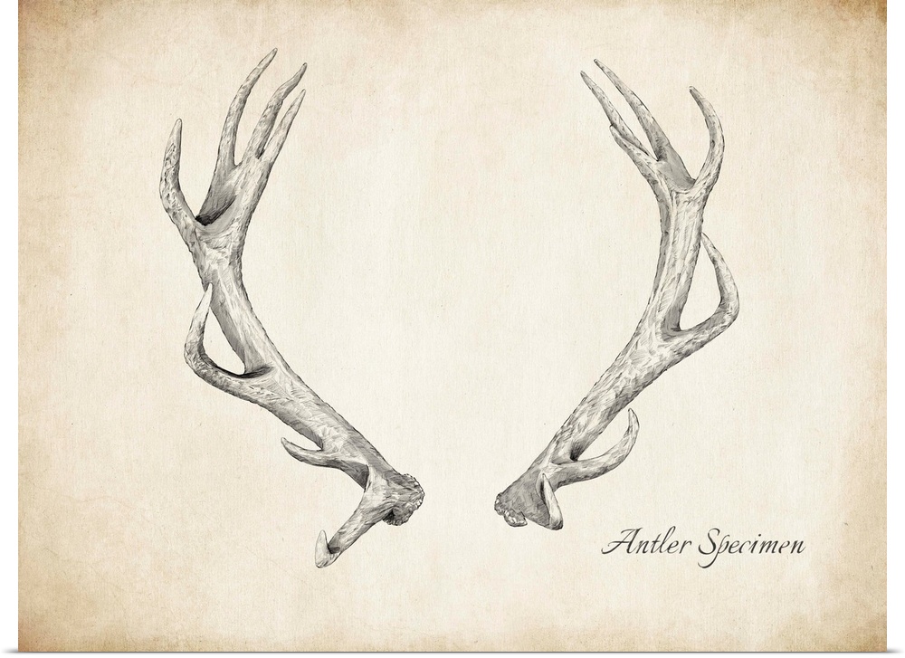 Vintage pen and ink drawing of antlers.