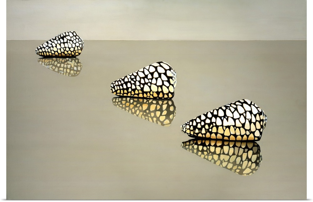 Three spotted shells on a reflective surface.