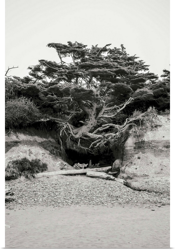 A black and white photograph of a weathered, rooted tree on the dunes of a beach.