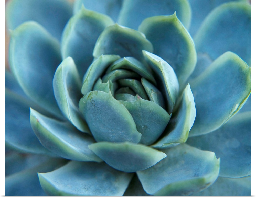 Close up photograph of the center of a blue succulent plant.