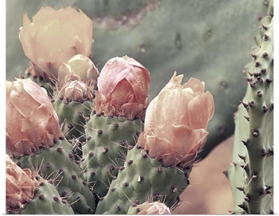 Blush Cactus 4