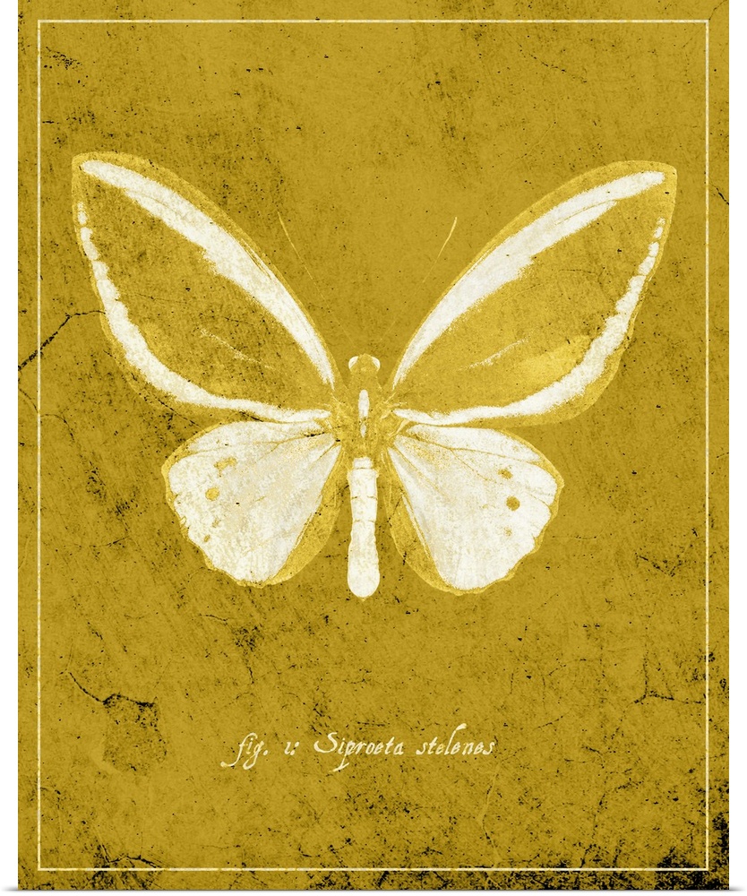 Butterfly XI