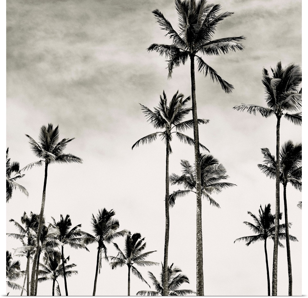 Black and white photograph of tall coconut palm trees in Hawaii.