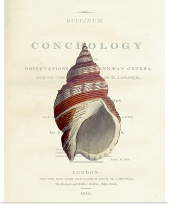 Conchology Buccinum